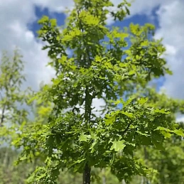 Дуб черешчатый