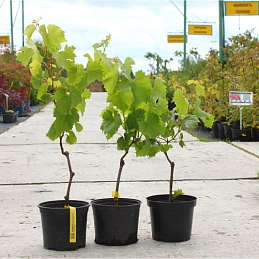 Виноград Кишмиш 342