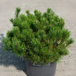 Сосна горная 'Мугус'