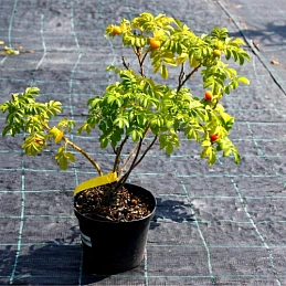 Роза морщинистая