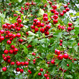 Боярышник мягковатый