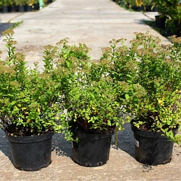 Спирея японская 'Литл Принцесс'