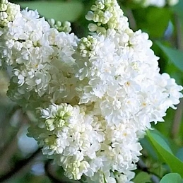 Сирень 'Защитникам Бреста'