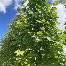 Клен остролистный