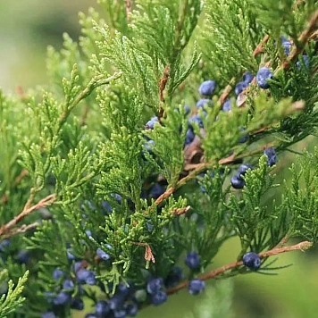 Саженцы хвойных растений