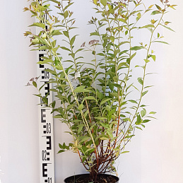 Спирея японская 'Фроебели'