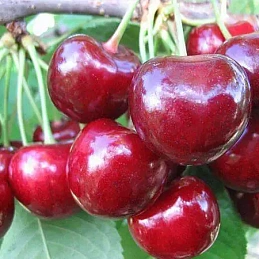 Черешня 'Ипуть'