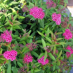 Спирея (японская) Бумальда «Энтони Ватерер»