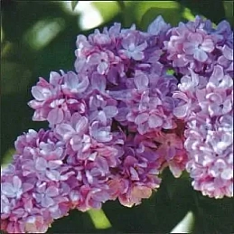 Сирень 'Великая Победа'