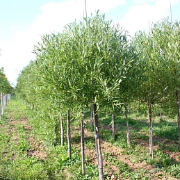 Ива ломкая 'Буллата'