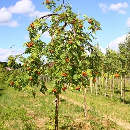 Рябина обыкновенная 'Пендула'