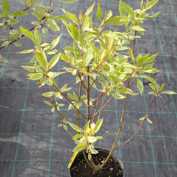 Дерен белый 'Гоучалти'