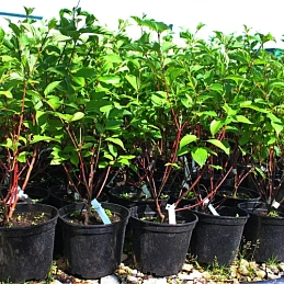 Дерен белый 'Сибирика'