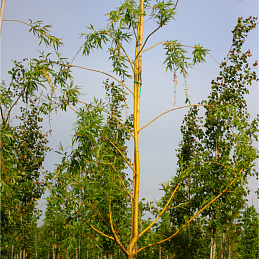 Ива золотистоволосистая (желтокорая)