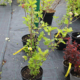 Пузыреплодник калинолистный 'Лютеус'