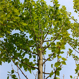 Тополь берлинский (черный)