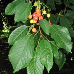 Вишня птичья (черешня)