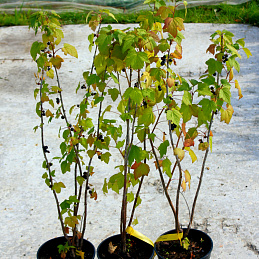 Смородина черная Орловская серенада