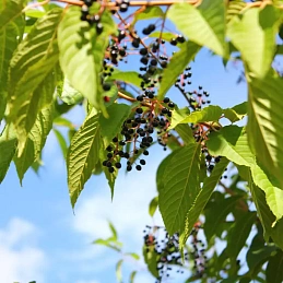 Черемуха Маака