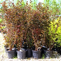 Пузыреплодник калинолистный 'Ред Барон'