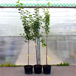 Яблоня домашняя Богатырь