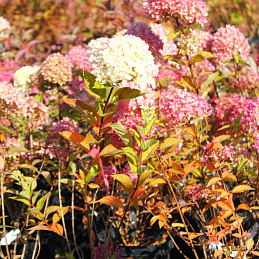 Гортензия метельчатая «Литтл Лайм»