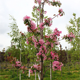 Яблоня декоративная 'Макамик'