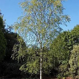 Береза повислая  ‘Тристис’