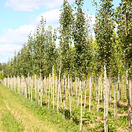 Тополь дрожащий «Эректа»