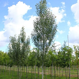 Тополь белый 'Пирамидалис'