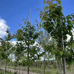 Вишня саржента 'Чарльз Саржент'