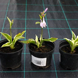 Хоста гибридная (вздутая, волнистая) 'Патриот'