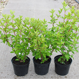 Гортензия метельчатая «Грандифлора»