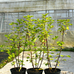 Смородина красная 'Сахарная'