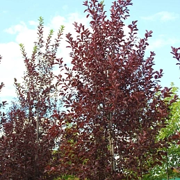 Черемуха виргинская 'Шуберт'