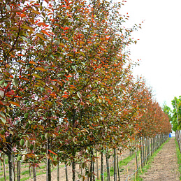 Черемуха 'Колората'