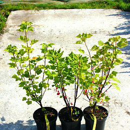 Смородина красная 'Джонкер Ван тетс'