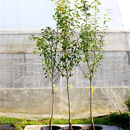 Груша 'Чижовская'