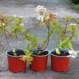 Гортензия метельчатая «Вимс Ред»