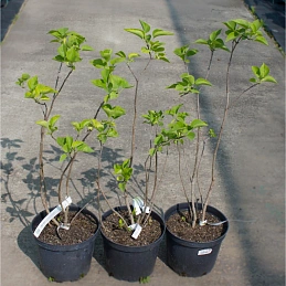 Сирень 'Огни Донбасса'