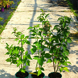 Малина 'Таруса'