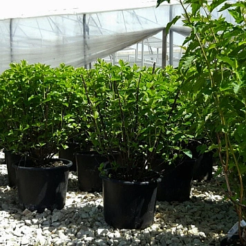 Лиственные кустарники