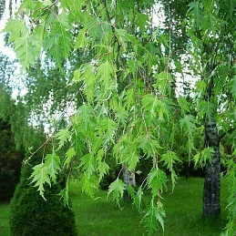 Береза повислая «Лациниата»