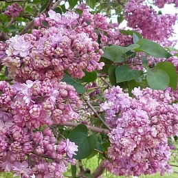 Сирень 'Память о Вехове'