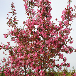 Яблоня декоративная 'Рудольф'