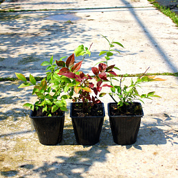 Голубика высокорослая 'Патриот'