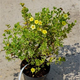 Лапчатка Голдфингер 