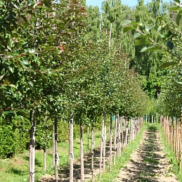 Яблоня декоративная 'Маковецкого'