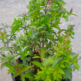 Спирея японская 'Дартс Ред'