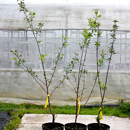 Вишня 'Харитоновская'